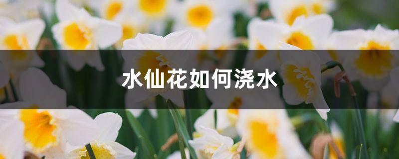 水仙花如何浇水