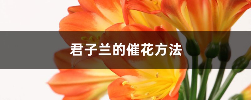 君子兰的催花方法 （君子兰什么时候催花）